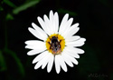 Leucanthemum vulgare